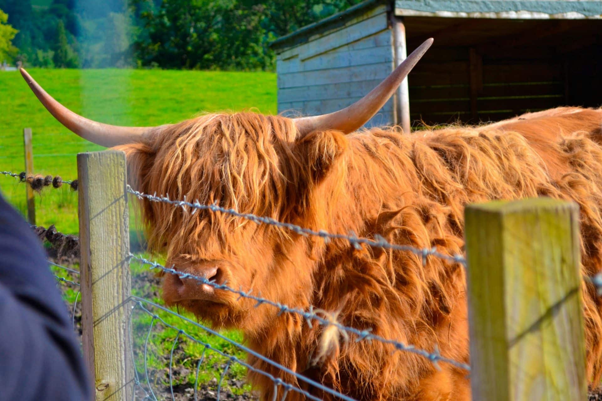 Loch Ness, Glencoe & Scottish Highlands: Guided Tour from Edinburgh - 3